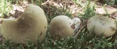 Russula aeruginea (gołąbek białozielonawy)