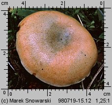 Lactarius deterrimus (mleczaj świerkowy)