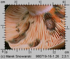 Lactarius deterrimus (mleczaj świerkowy)