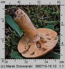 Lactarius deterrimus (mleczaj świerkowy)