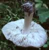 Tricholoma terreum (gąska ziemistoblaszkowa)