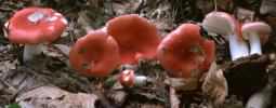 Russula mairei (gołąbek buczynowy)