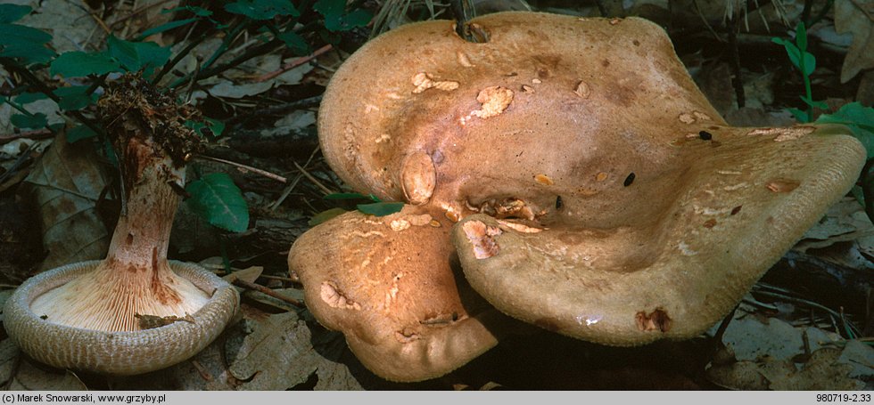 Paxillus involutus (krowiak podwinięty)