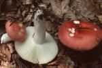 Russula mairei (gołąbek buczynowy)