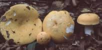 Russula claroflava (gołąbek jasnożółty)