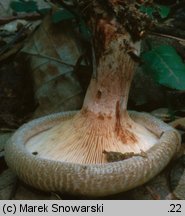 Paxillus involutus (krowiak podwinięty)