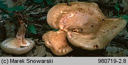 Paxillus involutus (krowiak podwinięty)