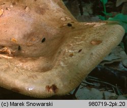 Paxillus involutus (krowiak podwinięty)