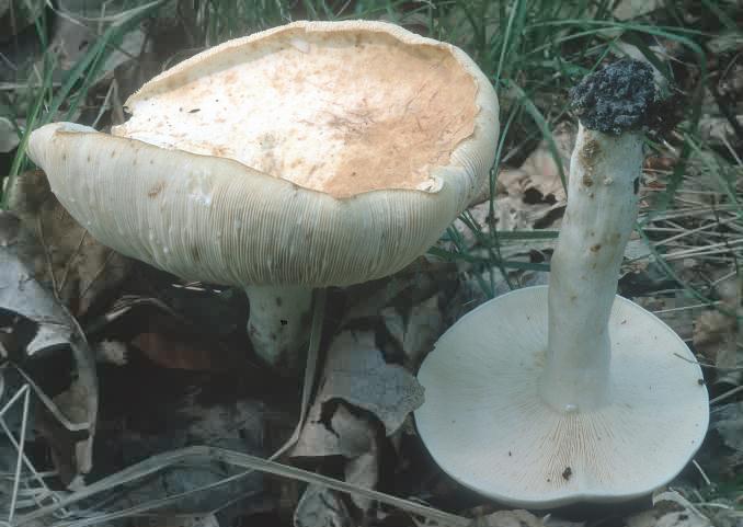 Lactifluus piperatus (mleczajowiec biel)