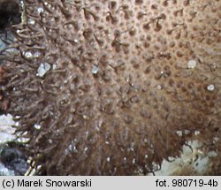 Lycoperdon (purchawka)