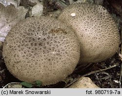 Lycoperdon (purchawka)