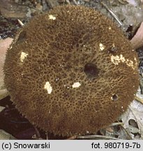 Lycoperdon (purchawka)