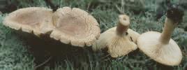 Lactarius helvus (mleczaj płowy)