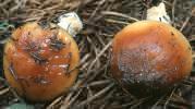 Cortinarius mucosus (zasłonak kleisty)