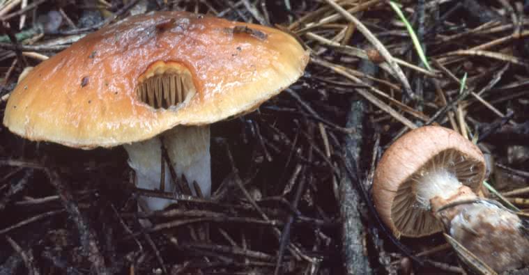 Cortinarius mucosus (zasłonak kleisty)