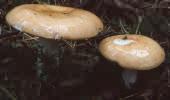 Russula decolorans (gołąbek płowiejący)