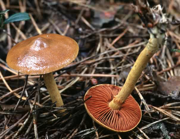 Cortinarius semisanguineus (zasłonak purpurowoblaszkowy)