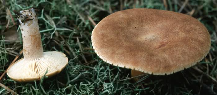 Lactarius helvus (mleczaj płowy)