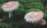 Russula betularum (gołąbek brzozowy)