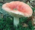 Russula betularum (gołąbek brzozowy)