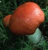 Russula betularum (gołąbek brzozowy)