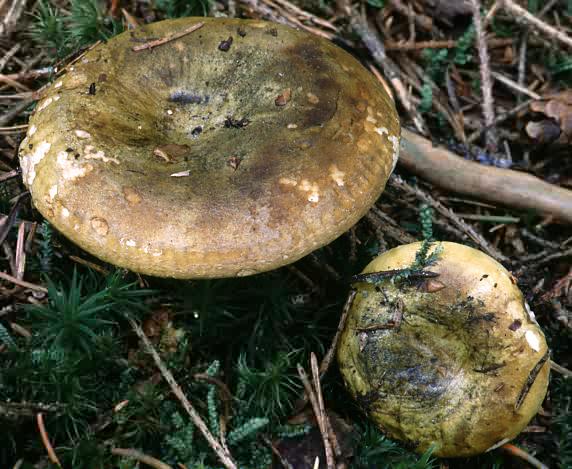 Lactarius necator (mleczaj paskudnik)