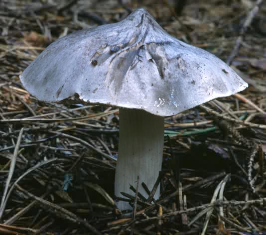 Tricholoma virgatum (gąska pieprzna)