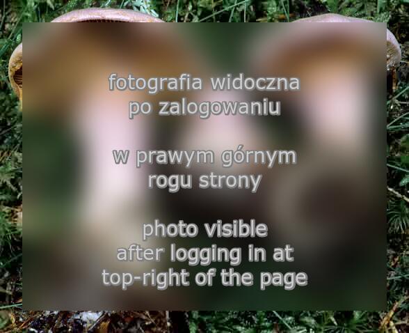 Cortinarius traganus (zasłonak wonny)