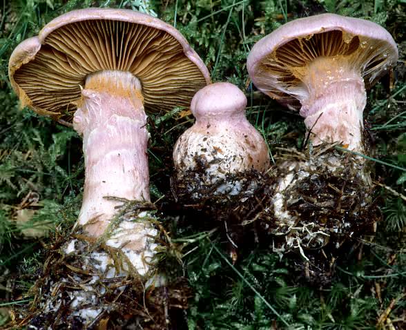 Cortinarius traganus (zasłonak wonny)