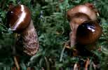 Hygrophorus olivaceoalbus (wodnicha oliwkowobiała)