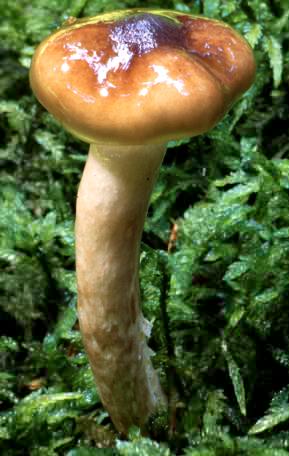 Hygrophorus olivaceoalbus (wodnicha oliwkowobiała)