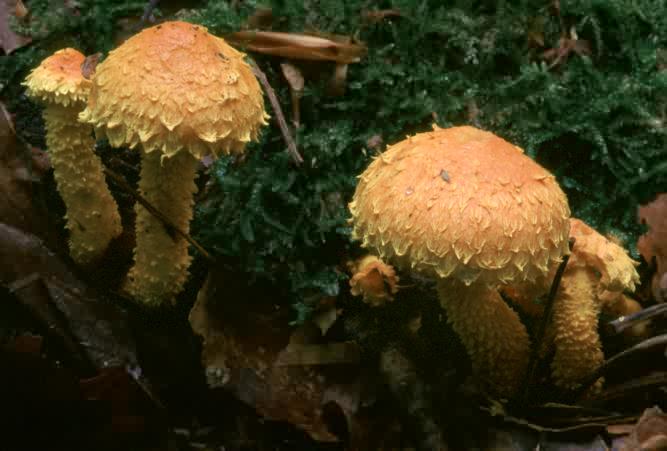 Pholiota flammans (łuskwiak ognisty)