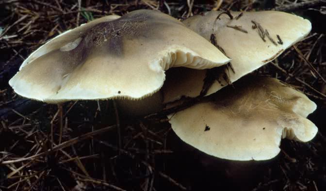 Tricholoma saponaceum (gąska mydlana)