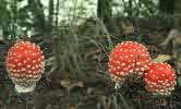 Amanita muscaria (muchomor czerwony)