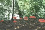 Amanita muscaria (muchomor czerwony)