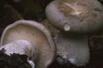 Clitocybe nebularis (lejkówka szarawa)