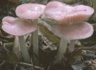 Mycena pura (grzybówka fioletowawa)