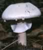 Agaricus abruptibulbus