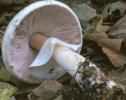 Agaricus abruptibulbus