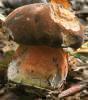 Neoboletus luridiformis (krasnoborowik ceglastopory)