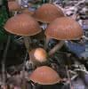 Psathyrella piluliformis (kruchaweczka namakająca)