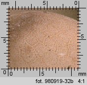 Lycoperdon pyriforme (purchawka gruszkowata)