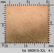 Lycoperdon pyriforme (purchawka gruszkowata)