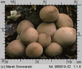 Lycoperdon pyriforme (purchawka gruszkowata)