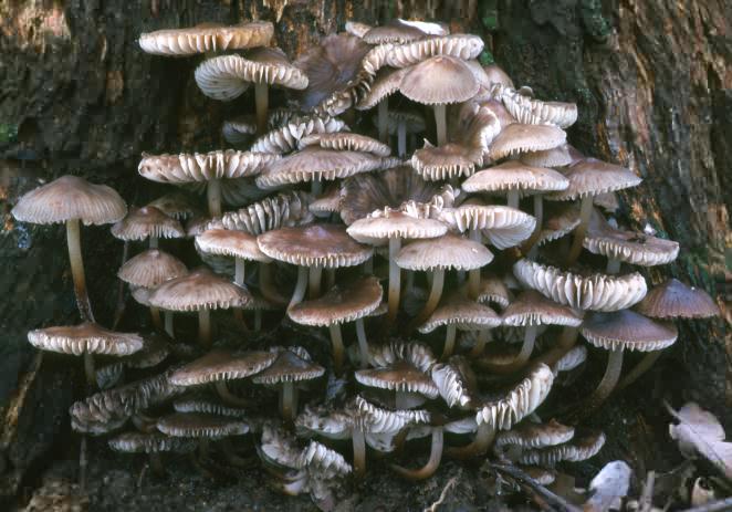 Mycena maculata (grzybówka plamista)