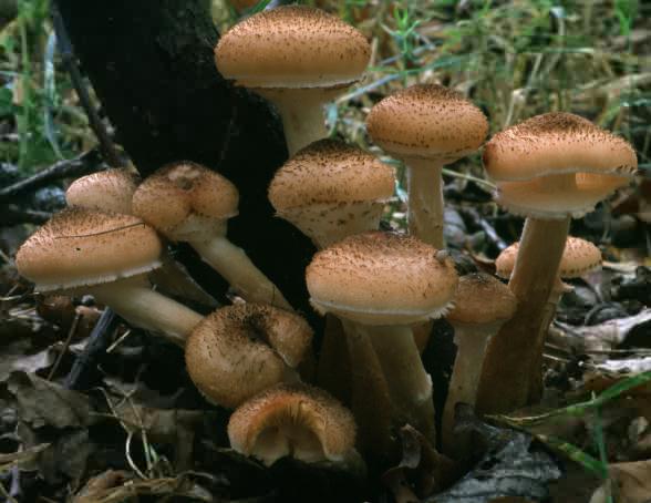 Armillaria ostoyae (opieńka ciemna)