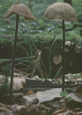 Mycetinis alliaceus (twardzioszek czosnkowy)