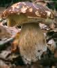 Boletus edulis (borowik szlachetny)