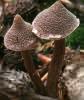 Cortinarius palleaceus