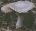 Cortinarius alboviolaceus (zasłonak białofioletowy)